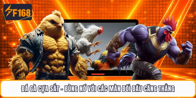 Đá Gà Cựa Sắt - Bùng Nổ Với Các Màn Đối Đầu Căng Thẳng